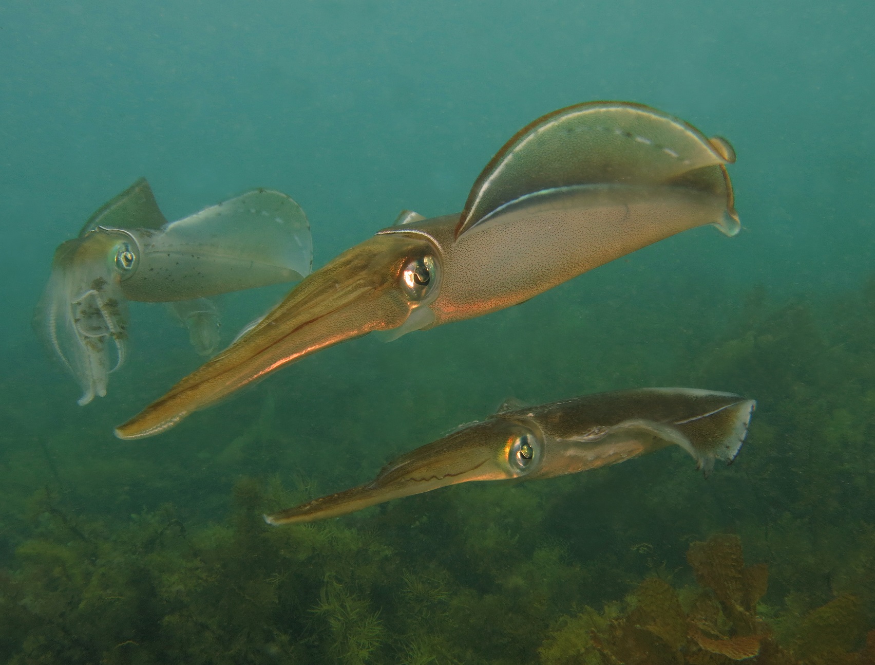 Southern Calamari (Photo: Antonia Cooper)