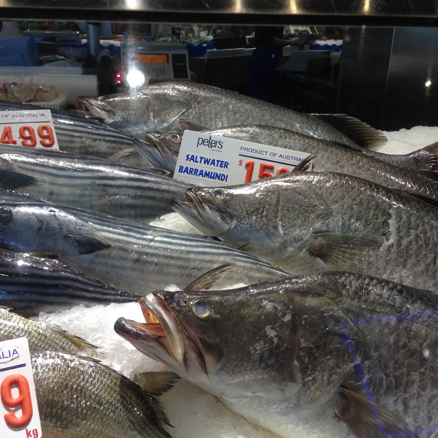 Fish in Sydney Fish Market