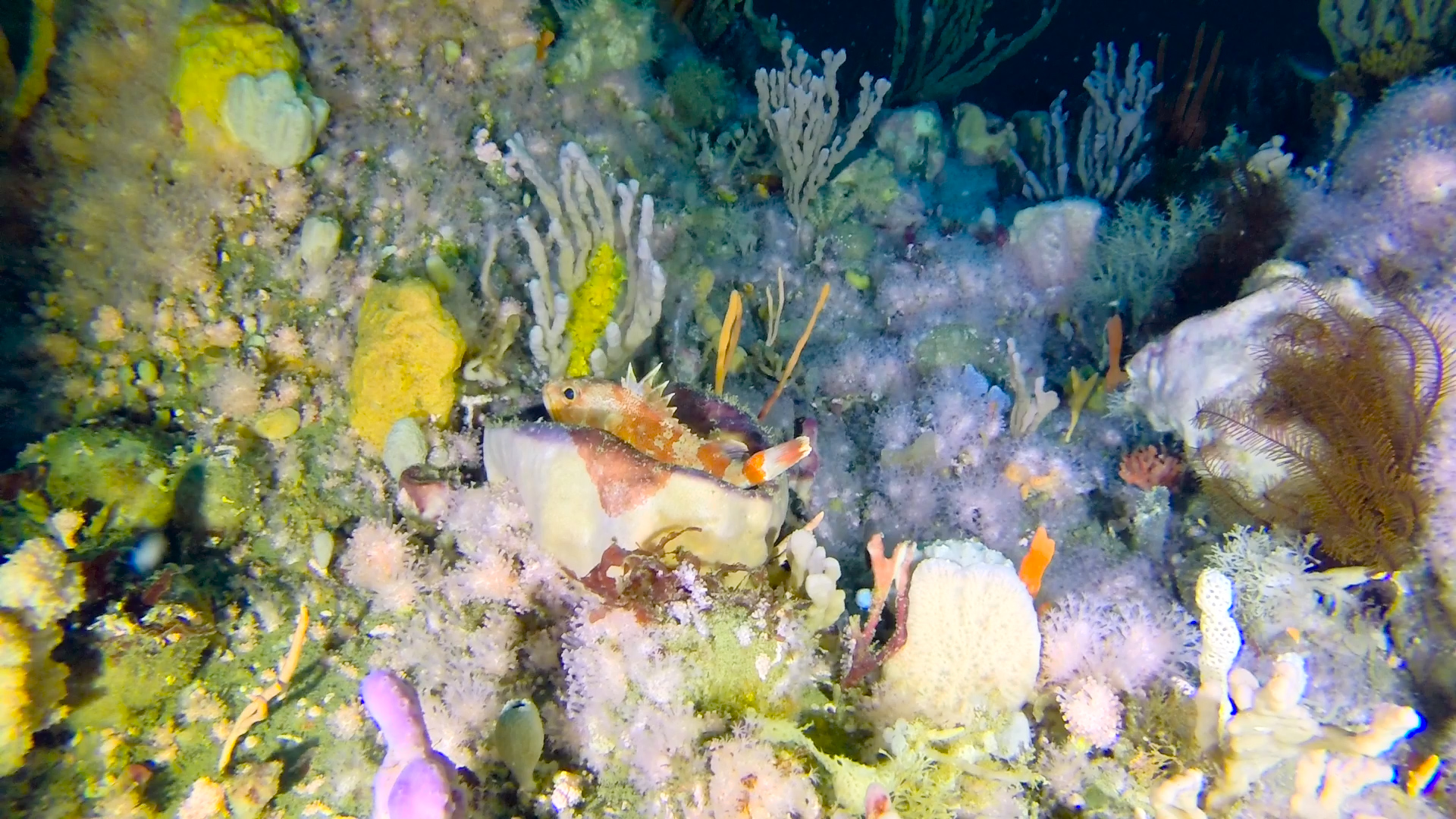 Freycinet reef
