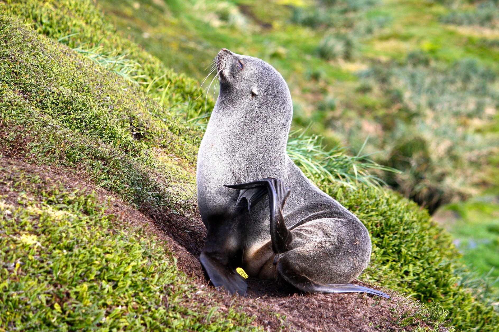 Antarctic fur seal 
