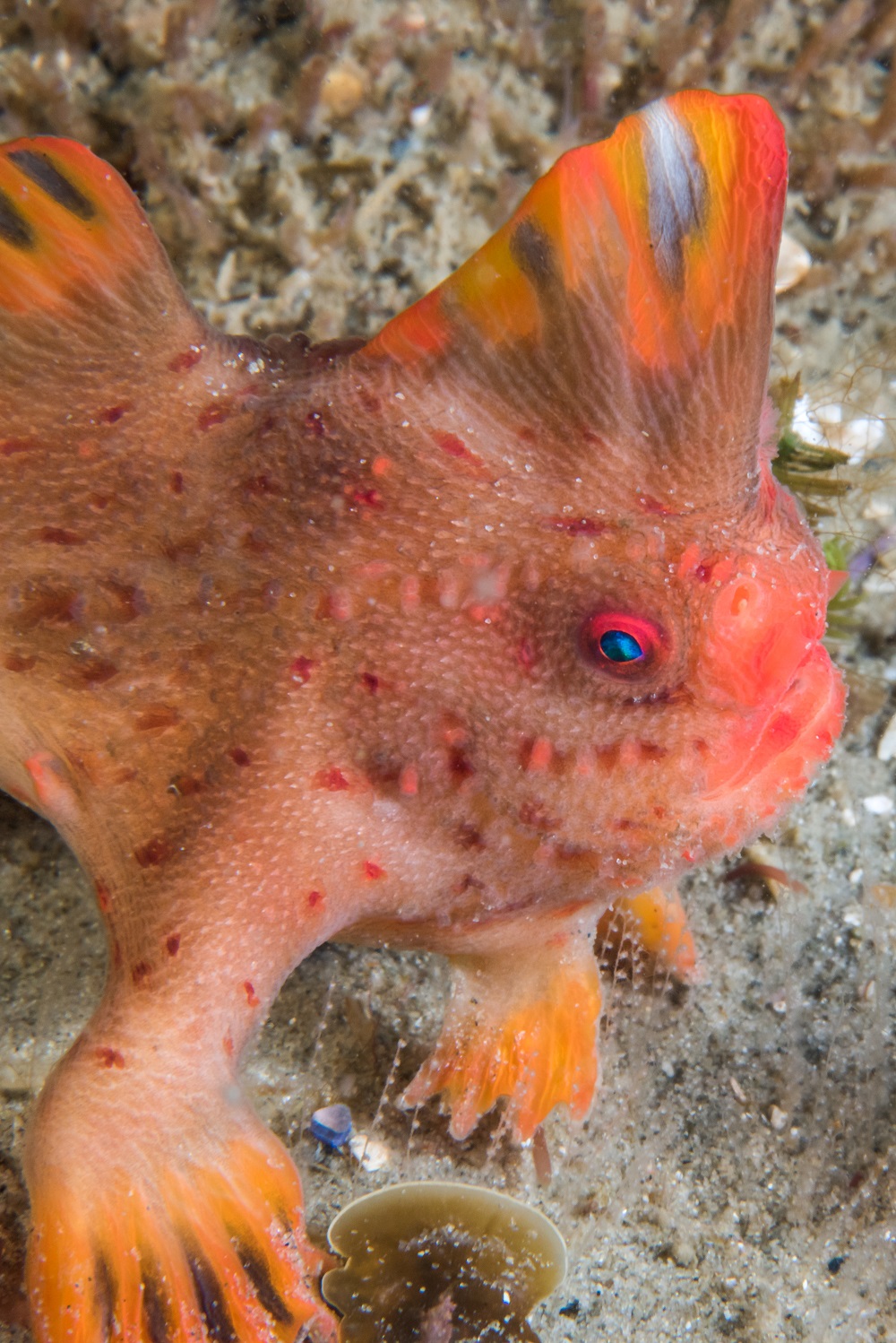 Red handfish. Credit Rick Stuart-Smith