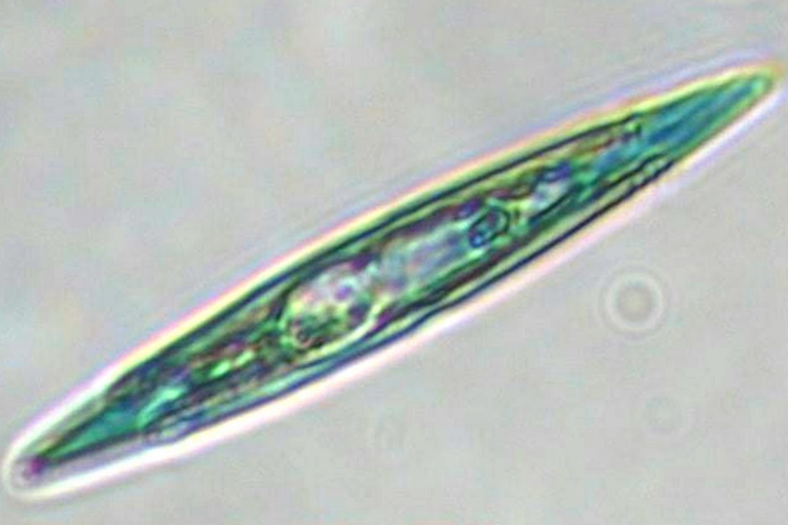 Blue diatom