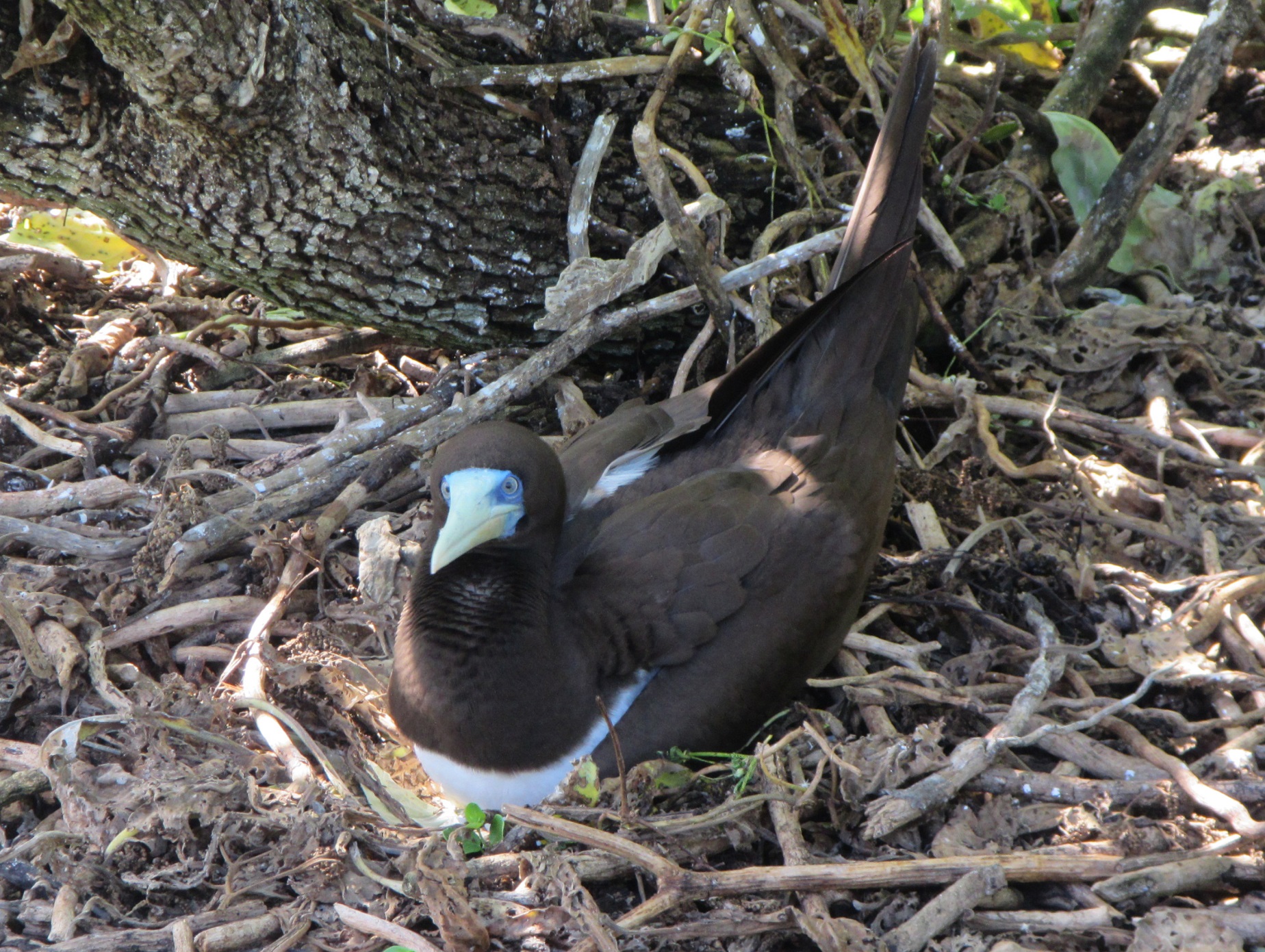 Brown Booby 