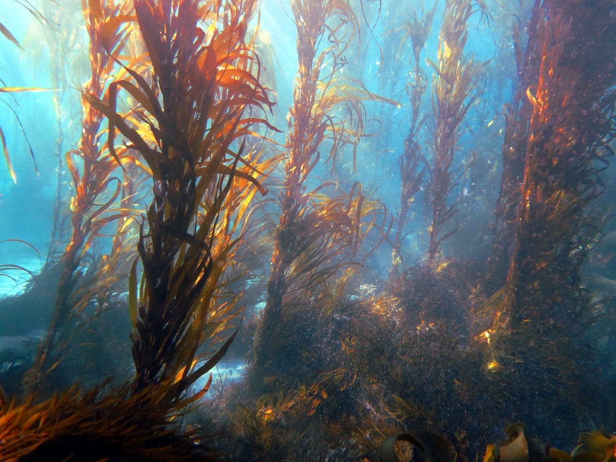 kelp forest 
