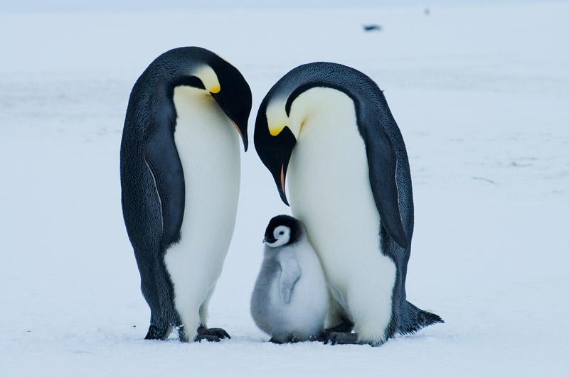 Emperor penguins- survival through the ages - Institute for Marine and  Antarctic Studies | University of Tasmania