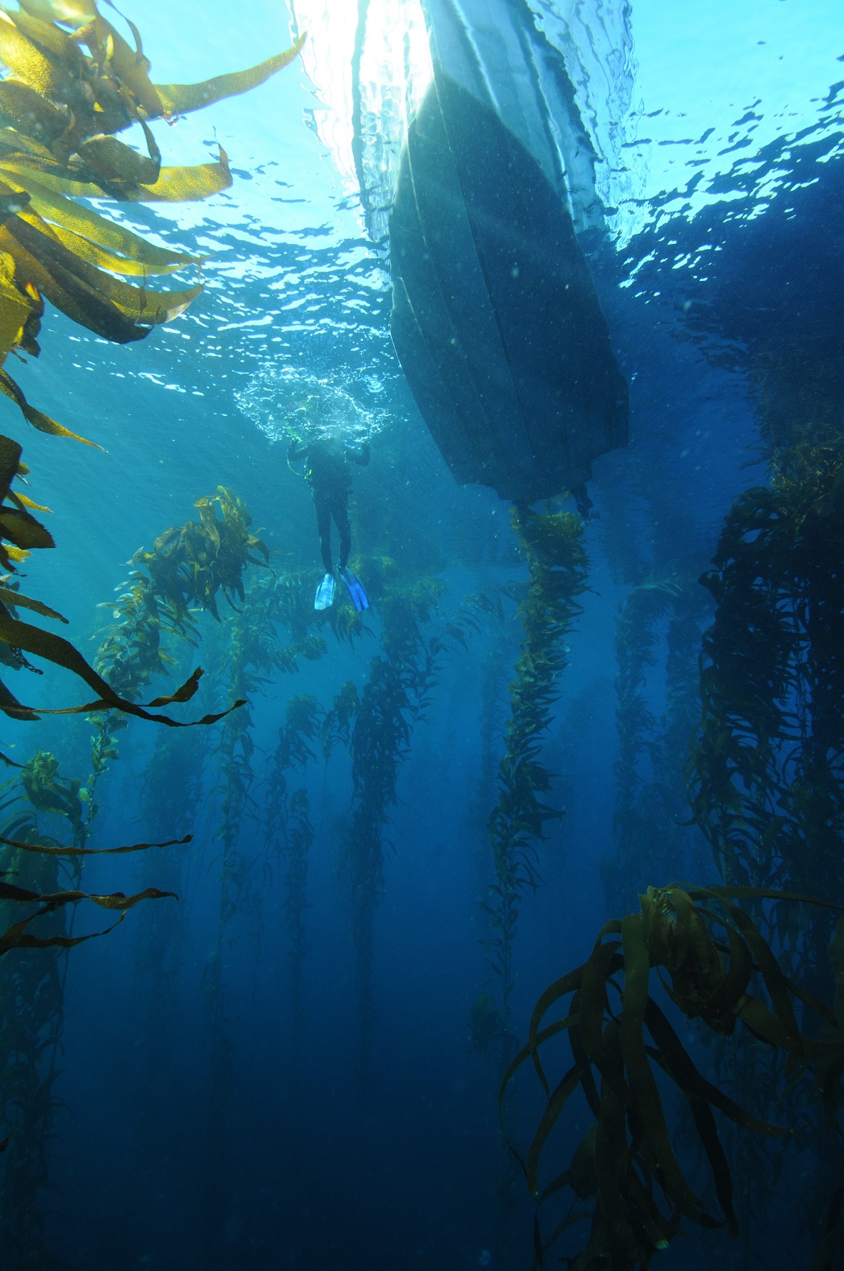 Giant kelp. Credit Craig Sanderson