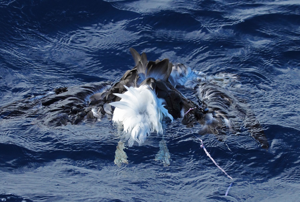 Black browed albatross with balloon string