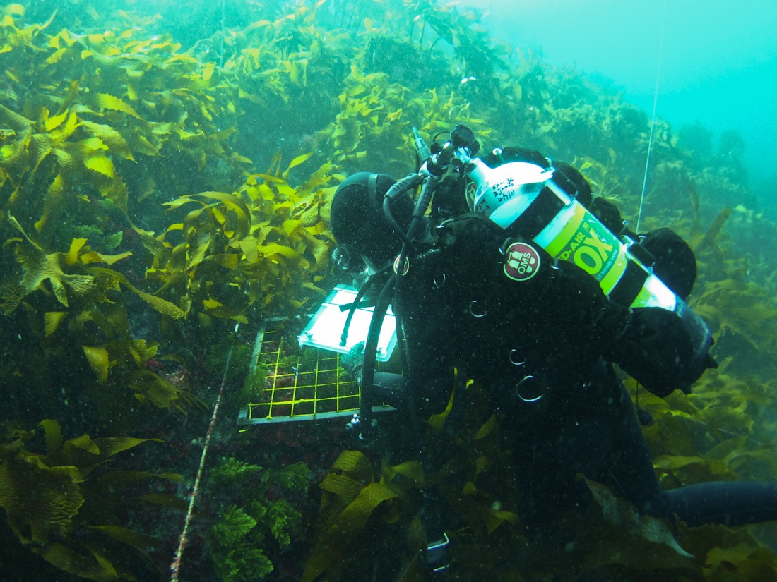 Kelp and diver. Photo: Emma Flukes. 
